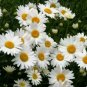 20+ DAISY Perennial Flower Seeds
