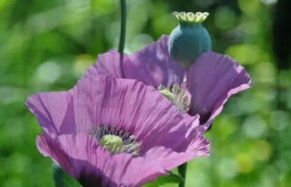 20 LAVENDER rare SEEDS