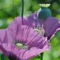 20 LAVENDER rare SEEDS
