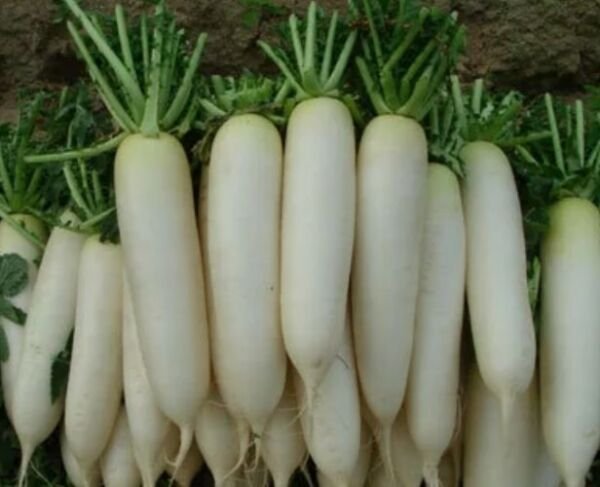 20 WHITE RADISH INCH WHITE