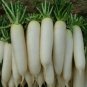 20 WHITE RADISH INCH WHITE