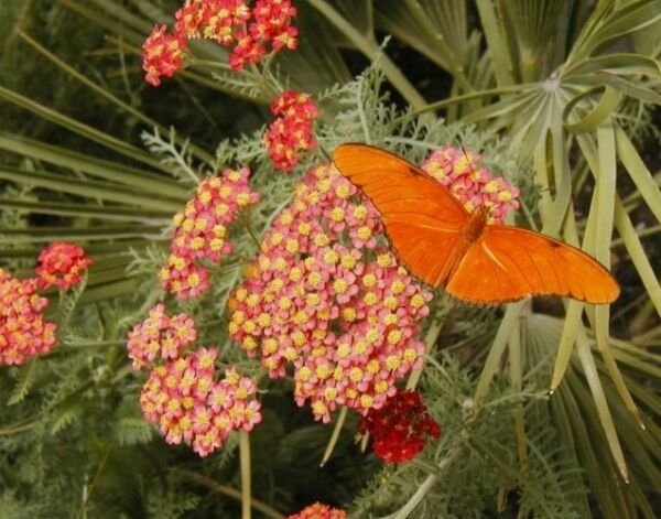 20+ RED YARROW seeds