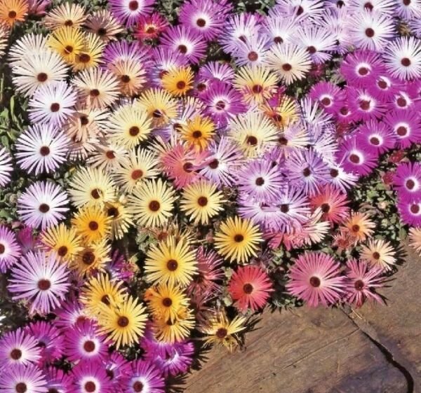 50+ICE MIX Seeds Drought Poor Fast Easy