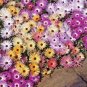 50+ICE MIX Seeds Drought Poor Fast Easy