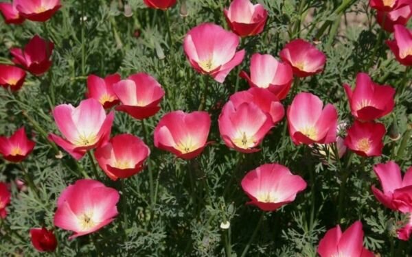 20 CALIFORNIA annual SEEDS