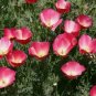 20 CALIFORNIA annual SEEDS