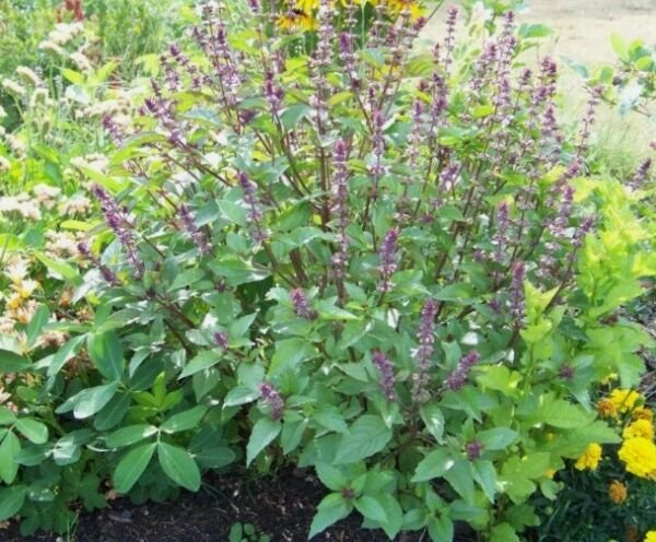 10 CINNAMON BASIL seeds