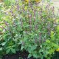 10 CINNAMON BASIL seeds