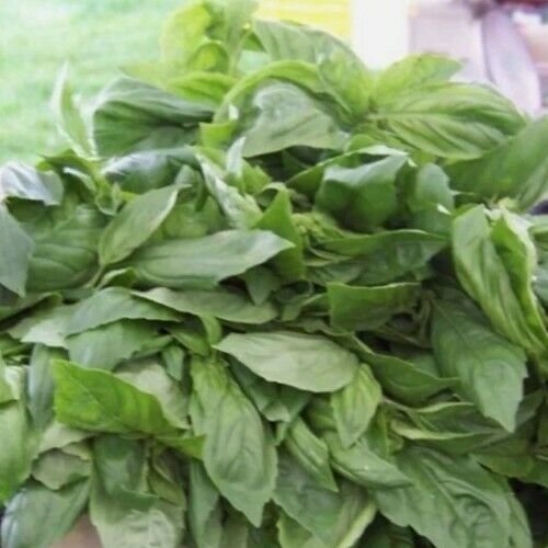 20+ LEMON aromatic SEEDS