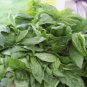 20+ LEMON aromatic SEEDS