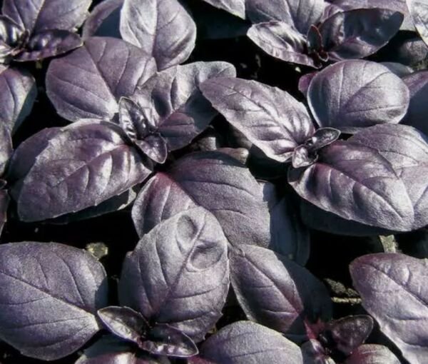 10 RED herb seeds