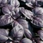 10 RED herb seeds