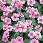 20+ Vinca Pink Seeds Heirloom Seeds