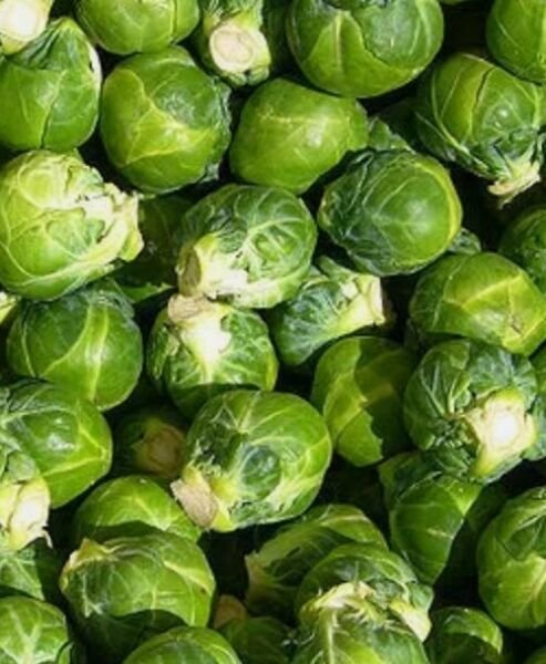 20 brussel BRUSSELS SEEDS