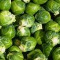 20 brussel BRUSSELS SEEDS