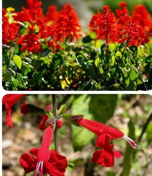 10 sage HUMMING red seeds