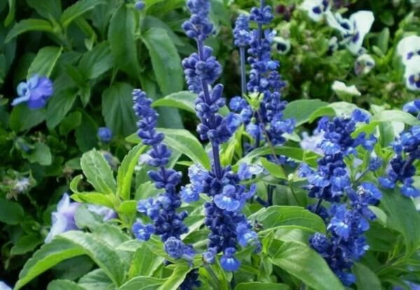 10 sage flower farinacea