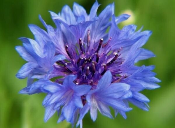 20+ BUTTONS BLUE bushy