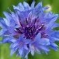 20+ BUTTONS BLUE bushy