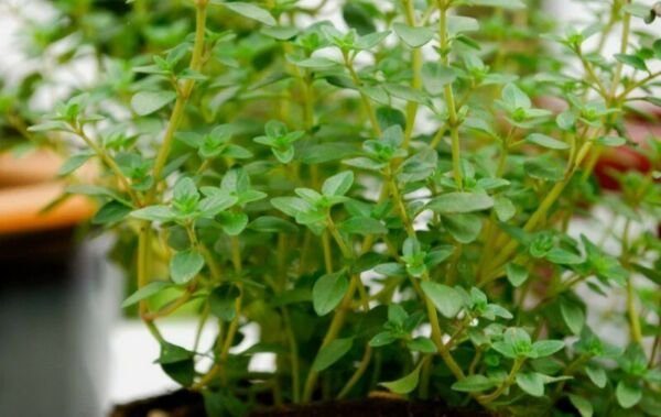 20 thyme common PERENNIAL seeds