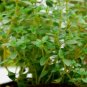 20 thyme common PERENNIAL seeds
