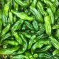 Shishito Pepper Seeds - Pepper Seeds - Non Gmo