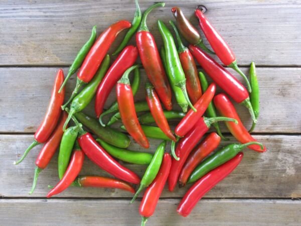 Serrano Pepper Seeds - Pepper Seeds - Non Gmo
