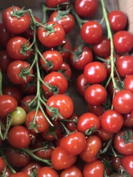 Cherry Tomato Seeds - Tomato seeds - Non GMO