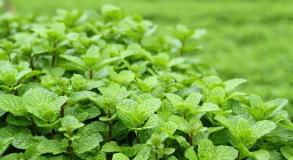 Mint Herb Seeds - Peppermint - Spearmint Seeds - Non Gmo