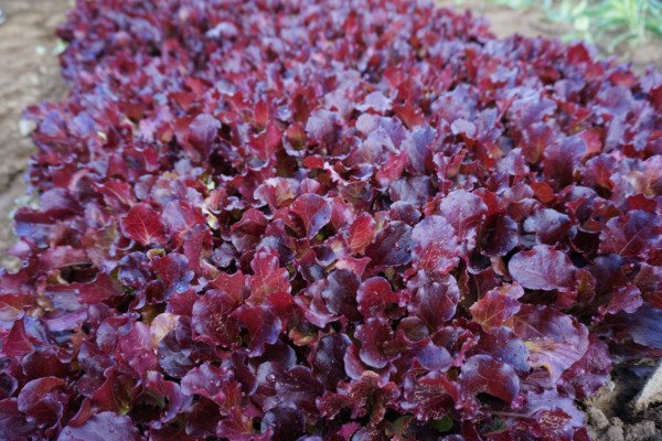 Lettuce Seeds - Danyelle - Non Gmo