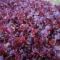 Lettuce Seeds - Danyelle - Non Gmo