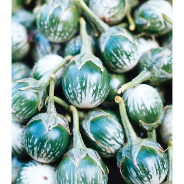 Eggplant Seeds - Petch Siam - Vegetable Seeds -Non GMO