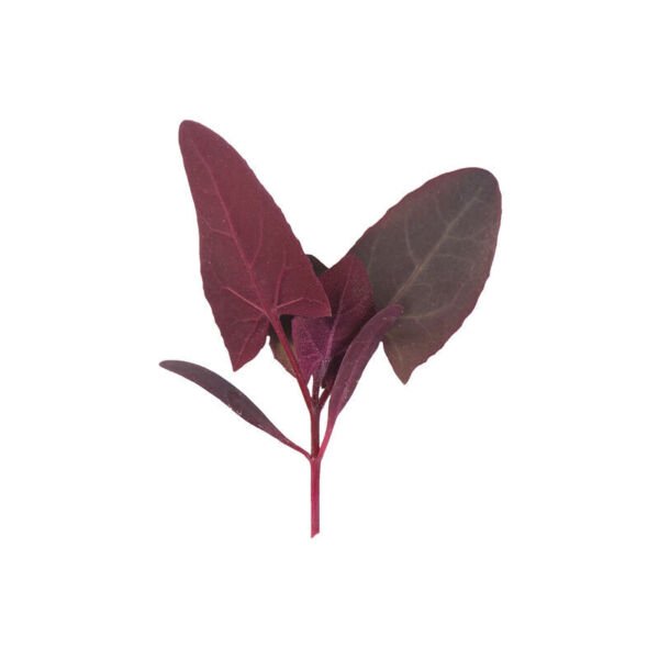 Orach Seeds - Ruby Red - Vegetable seeds - Non GMO