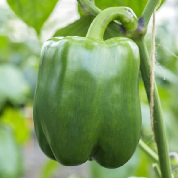 Bell Pepper Seeds - Pepper Seeds - Non Gmo