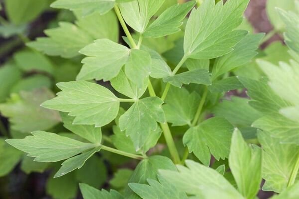 Lovage Seeds - Herb Seeds - Non Gmo