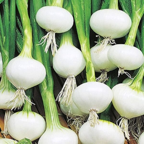 Barletta Onion Seeds NON-GMO Heirloom Fresh Garden Seeds