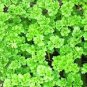 Triple Curled Parsley Seeds NON-GMO Heirloom Fresh Garden Seeds