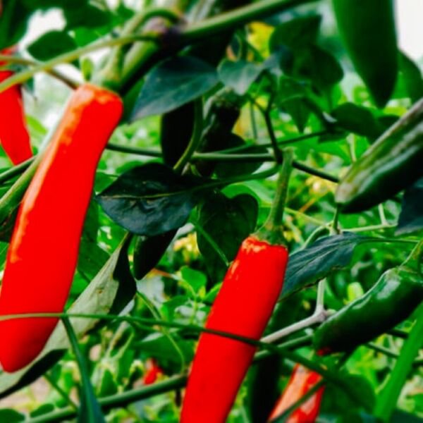 Serrano Hot Pepper Seeds NON-GMO Heirloom Fresh Garden Seeds