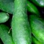 Ashley Cucumber Seeds NON-GMO Heirloom Fresh Garden Seeds