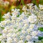 Caraway Seeds NON-GMO Heirloom Fresh Garden Seeds