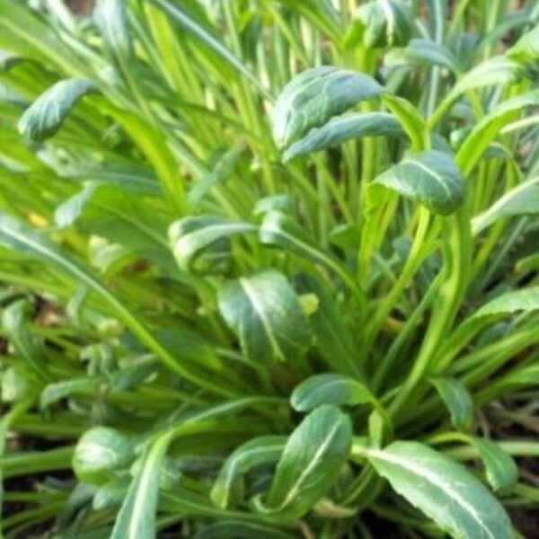 Mibuna Mustard Seeds NON-GMO Heirloom Fresh Garden Seeds