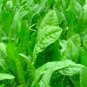 Oasis Chicory Seeds NON-GMO Heirloom Fresh Flower Seeds