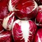 Radicchio Seeds Palla Rosa Heirloom Fresh Garden Seeds
