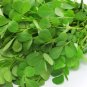 Fenugreek Seeds NON-GMO Heirloom Fresh Garden Seeds