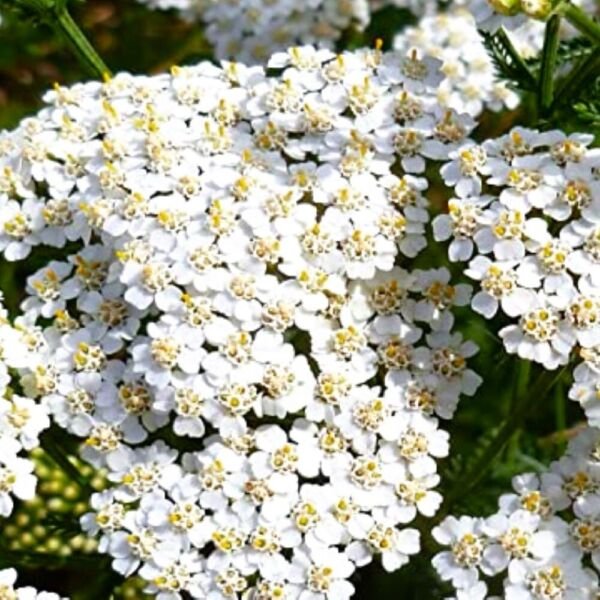 White Yarrow Seeds NON-GMO Heirloom Fresh Garden Seeds