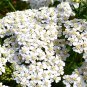 White Yarrow Seeds NON-GMO Heirloom Fresh Garden Seeds