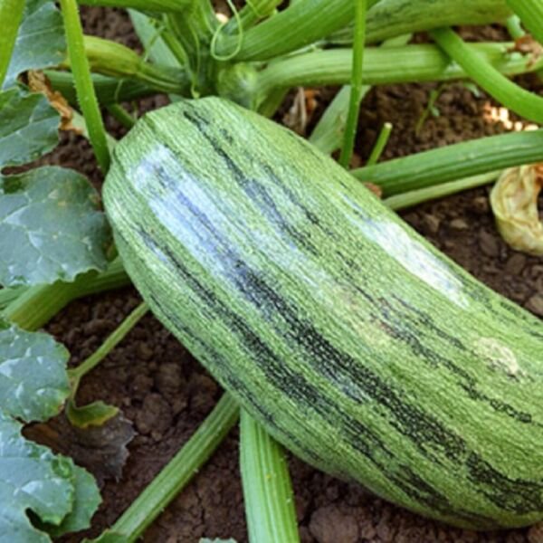 Italian Genovese Squash Seeds NON-GMO Heirloom Fresh Garden Seeds