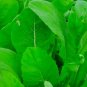 Tendergreen Mustard Spinach Seeds NON-GMO Heirloom Fresh Garden
