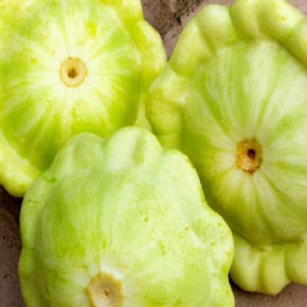 Bennings Green Tint Summer Squash Seeds NON-GMO Heirloom Fresh Garden