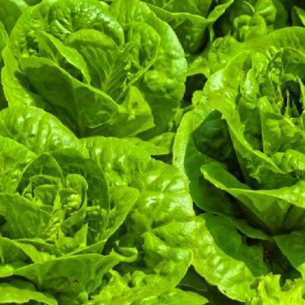 Tom Thumb Lettuce Seeds NON-GMO Heirloom Fresh Garden Seeds